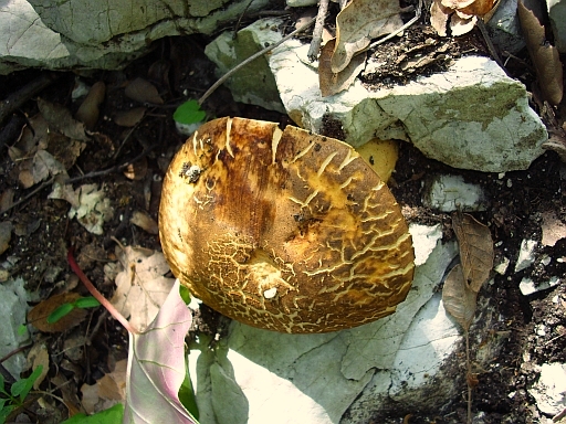 Altro Boletus... edulis o reticulatus?